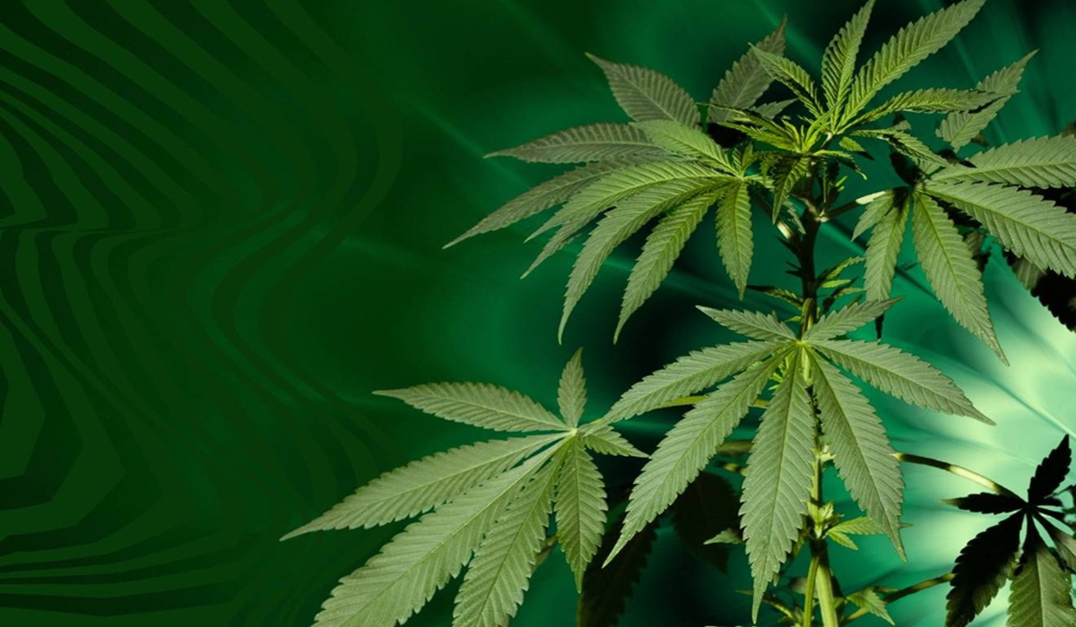 The Federal Pivot: How Trump Just Sidestepped the Cannabis Debate to Fast-Track Psychedelics